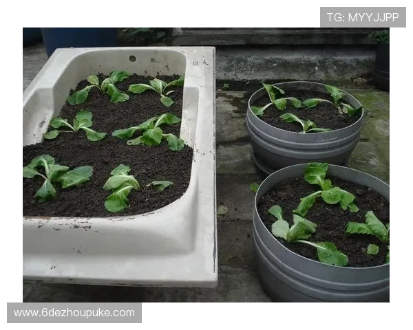 探索白菜博客资源论坛：分享与交流的最佳平台